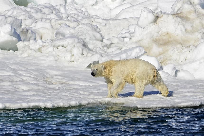 polar-bear-kills-woman-and-baby-in-remote-alaskan-village